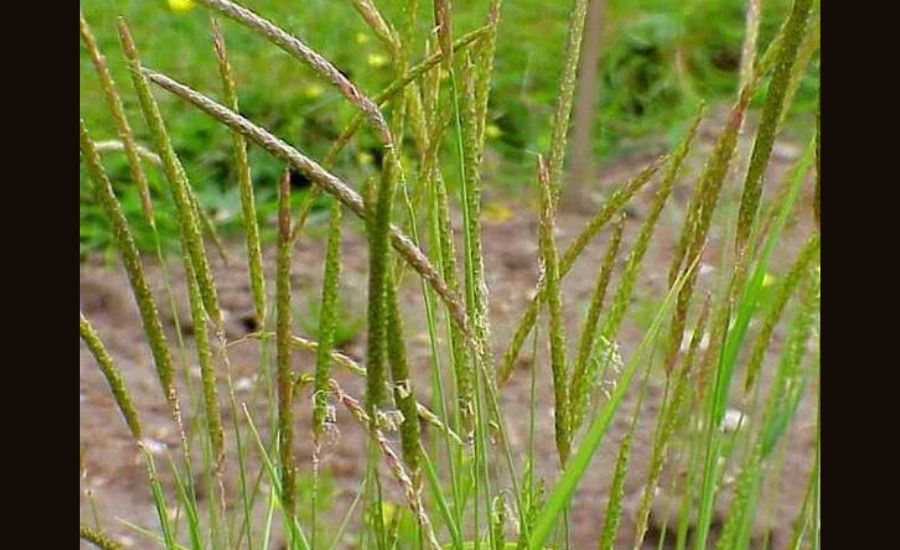 Boreal Alopecurus Taking Over My Lawn How to Get Rid, Dangers, Identifying & More 2 How to Identify Boreal Alopecurus in Your Lawn