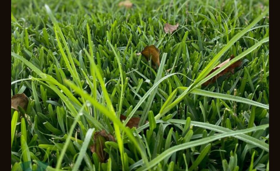 Boreal Alopecurus Taking Over My Lawn How to Get Rid, Dangers, Identifying & More 3 Identifying and Assessing the Infestation