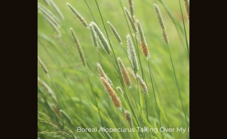 Boreal Alopecurus Taking Over My Lawn How to Get Rid, Dangers, Identifying & More 4 Prevention