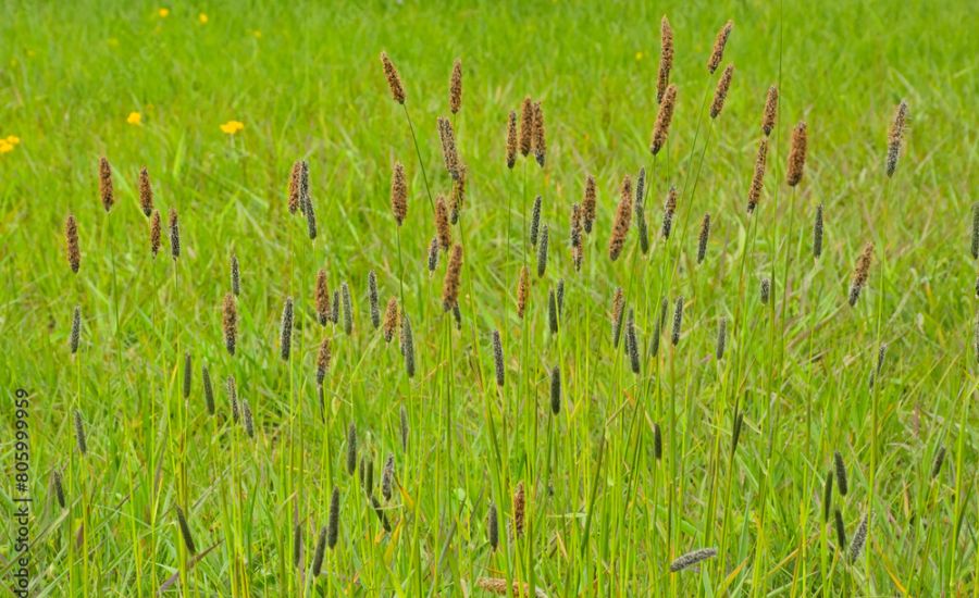 Boreal Alopecurus Taking Over My Lawn How to Get Rid