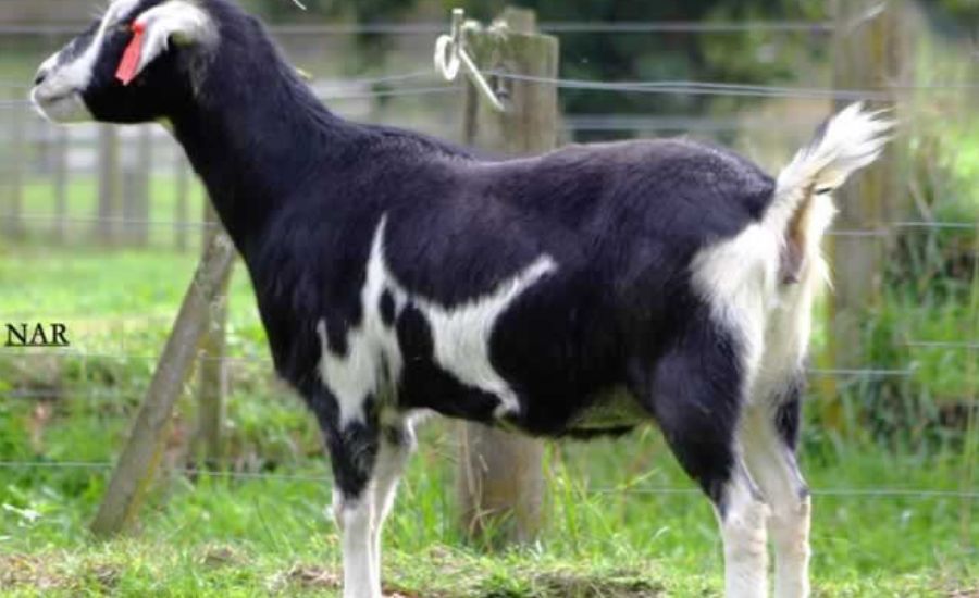 Kiko Caprinex