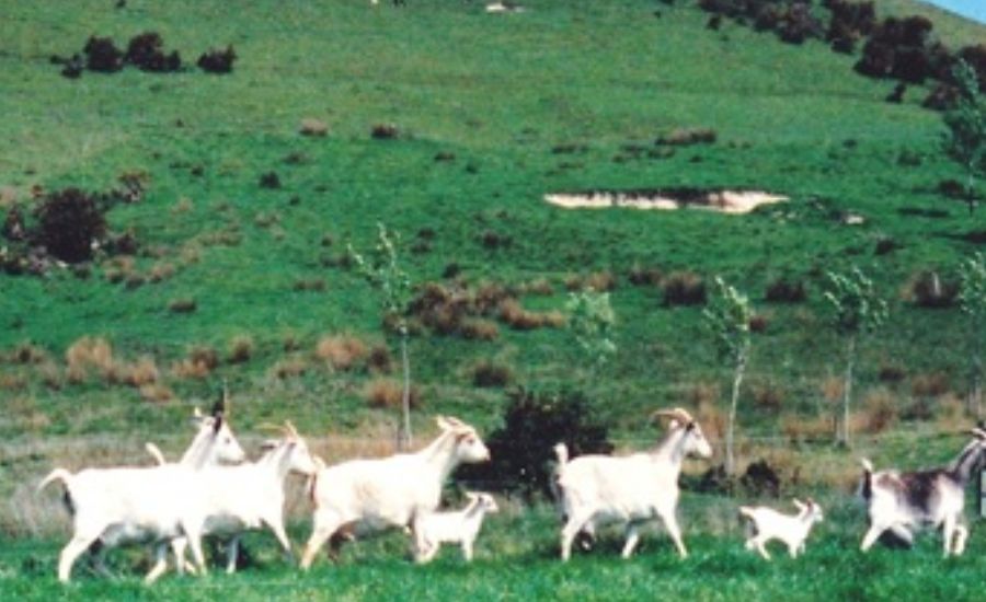 Kiko Caprinex Sinbad Distinctive, Physical & More 2 Kiko Caprinex Sinbad Goats