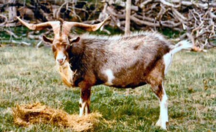 Kiko Caprinex Sinbad Distinctive, Physical & More 3 Reproductive Traits and Breeding