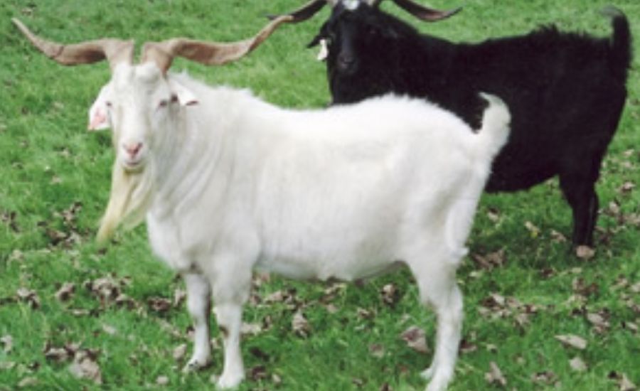 Kiko Caprinex Sinbad Distinctive, Physical & More 5 Advantages of Raising Kiko Caprinex Sinbad Goats