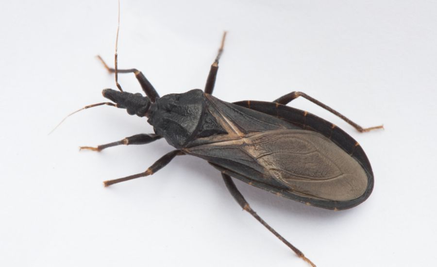 Types Of Insects In Las Crucitas Nicaragua, Background & More 2 Maury Ange Faith Martinez Daquan And Jorge 21 1