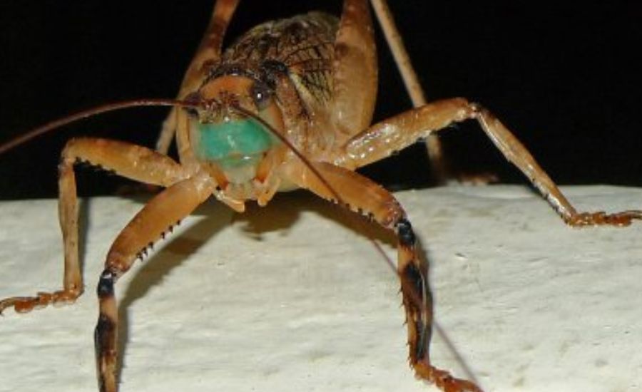 Types Of Insects In Las Crucitas Nicaragua, Background & More 3 Maury Ange Faith Martinez Daquan And Jorge 22 1