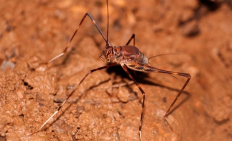 Types Of Insects In Las Crucitas Nicaragua, Background & More