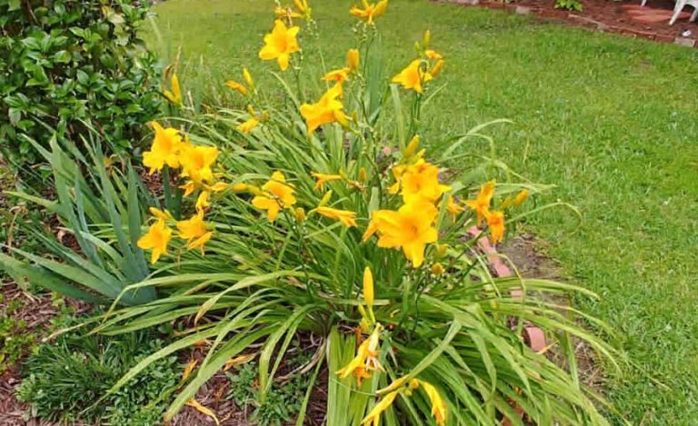 Daylily Stalk Broke In Transport Bag, Popular, Common Issues & More