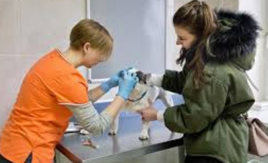 Bетеринарная Kлиника Vetcitypets