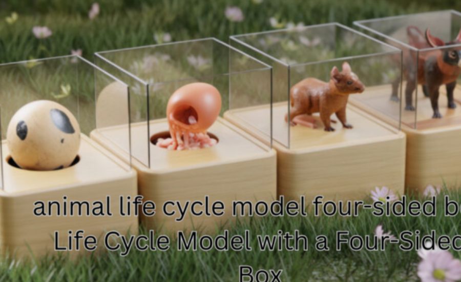 Animal Life Cycle Model Four-Sided Box