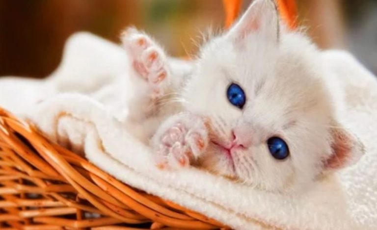 Wallpaper:Hq2hr3icmae= Cat,Top Websites, organizing & More