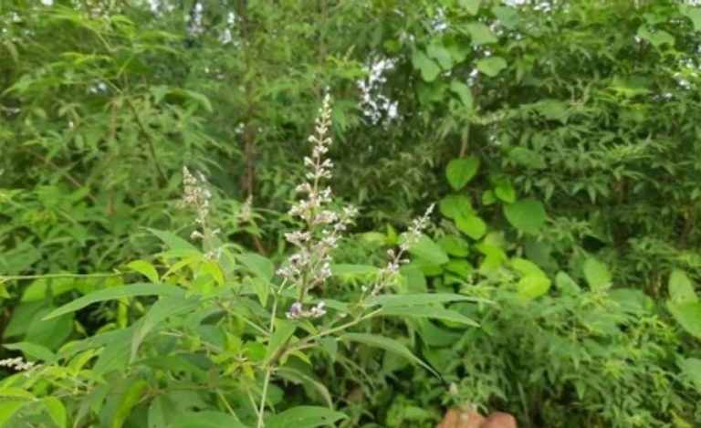 Vavilaku In Tulu, History, Imagery, Festivals & More 2 image 13
