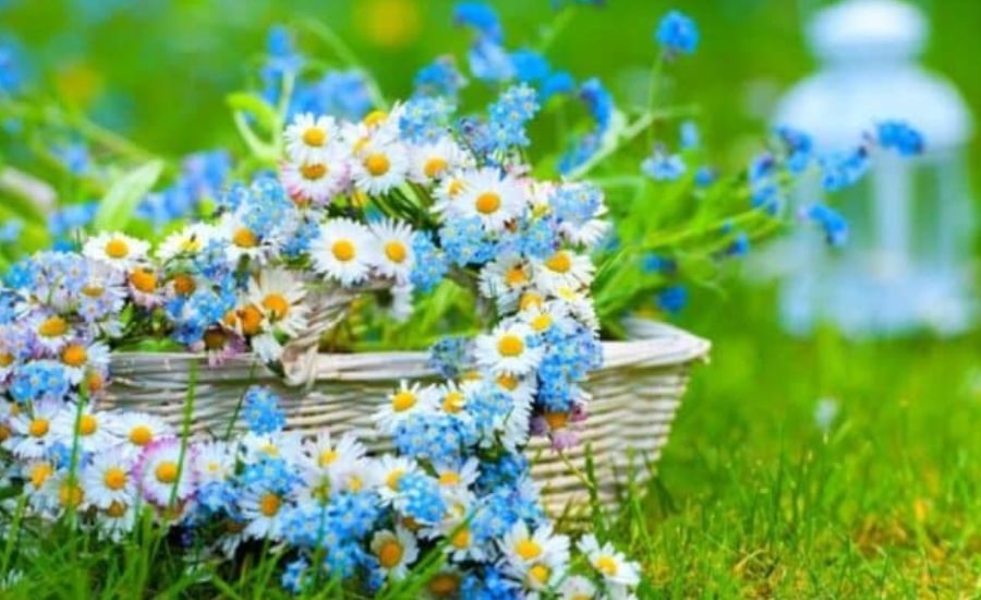 Beautiful:By5oj2_Qmci= Flowers, Immortal, Ecosystems & More 3 image 2